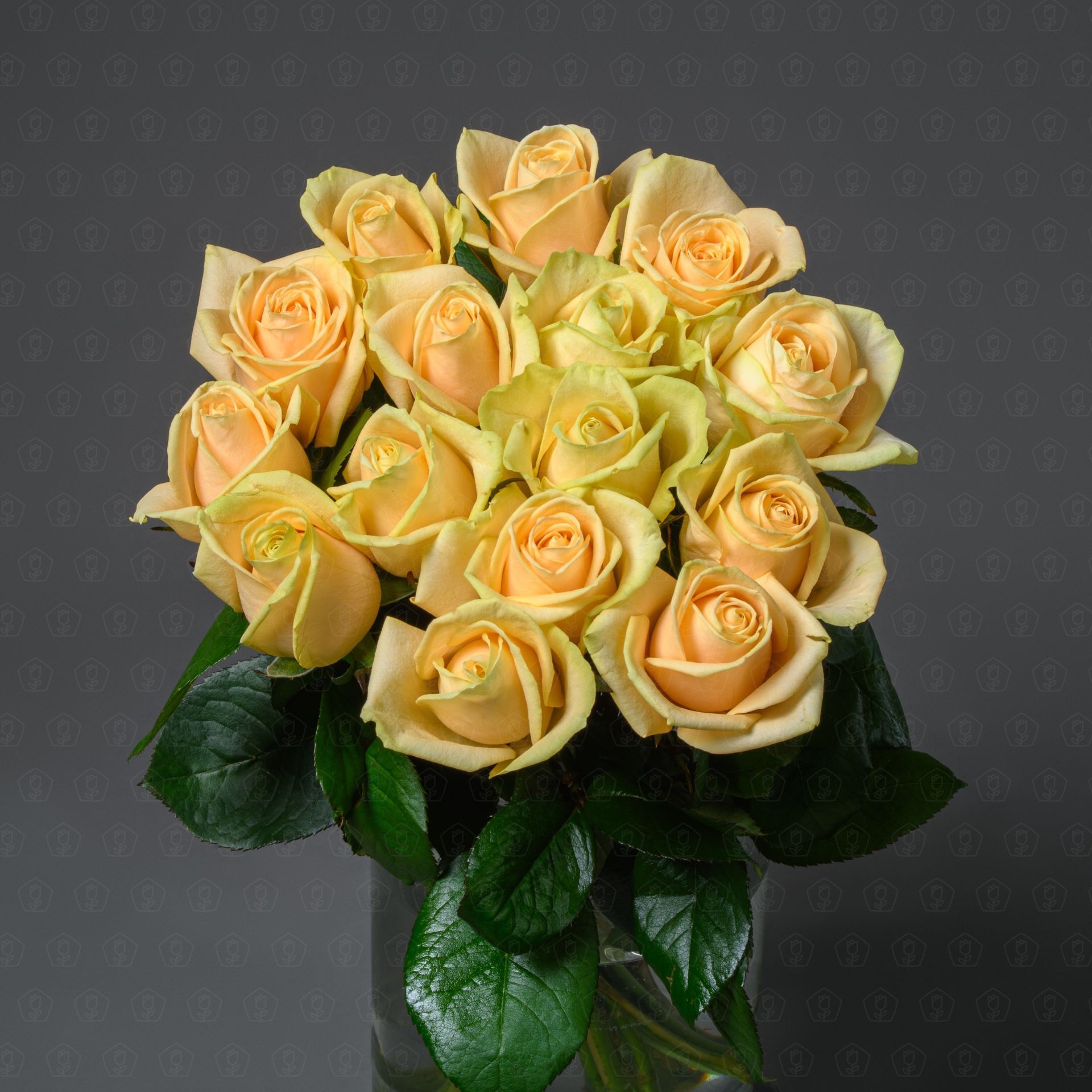 Роза Россия 50 см. (Пич Аваланш)