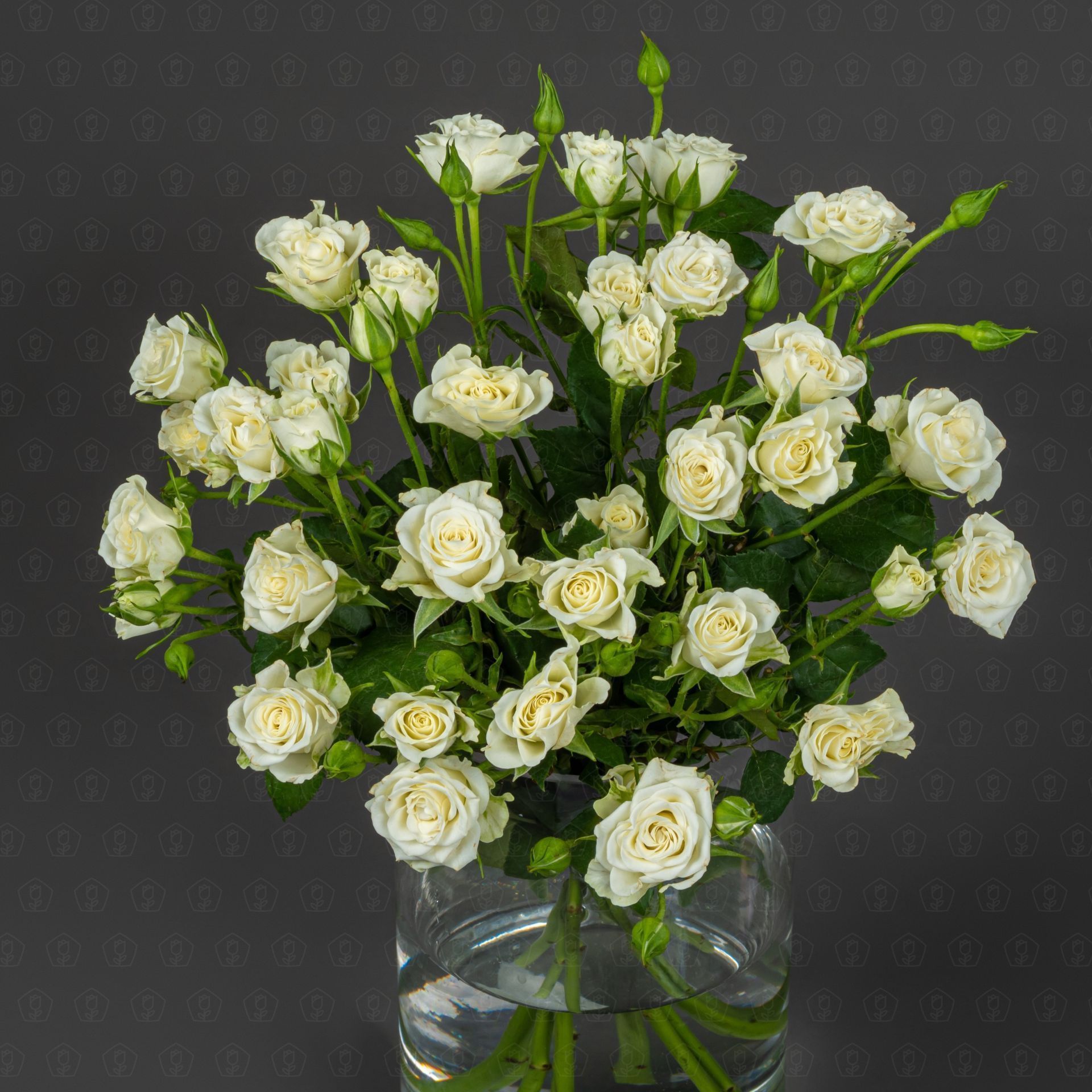 Роза кустовая 50 см. (Белая)