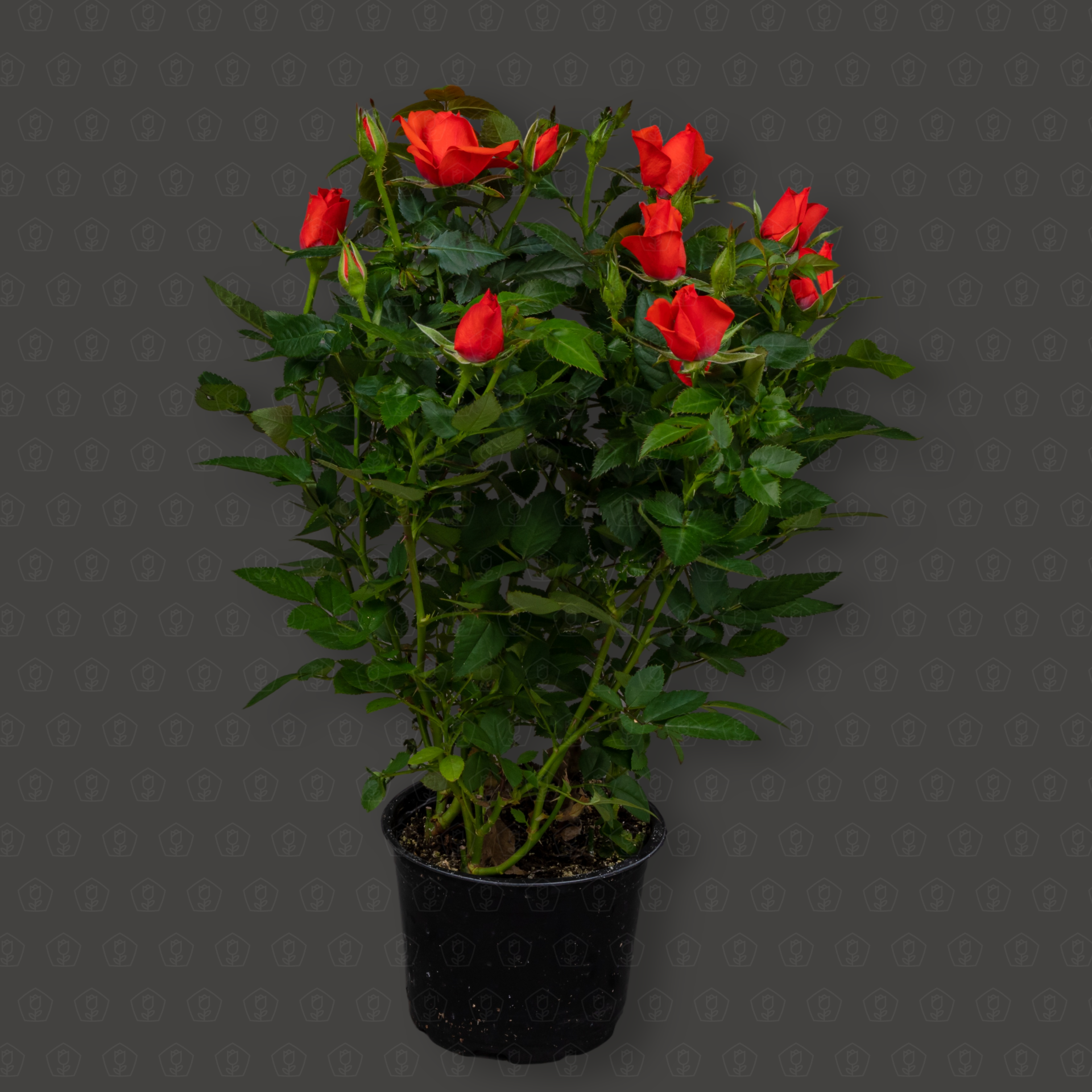 Роза Кордана (Оранжевая)