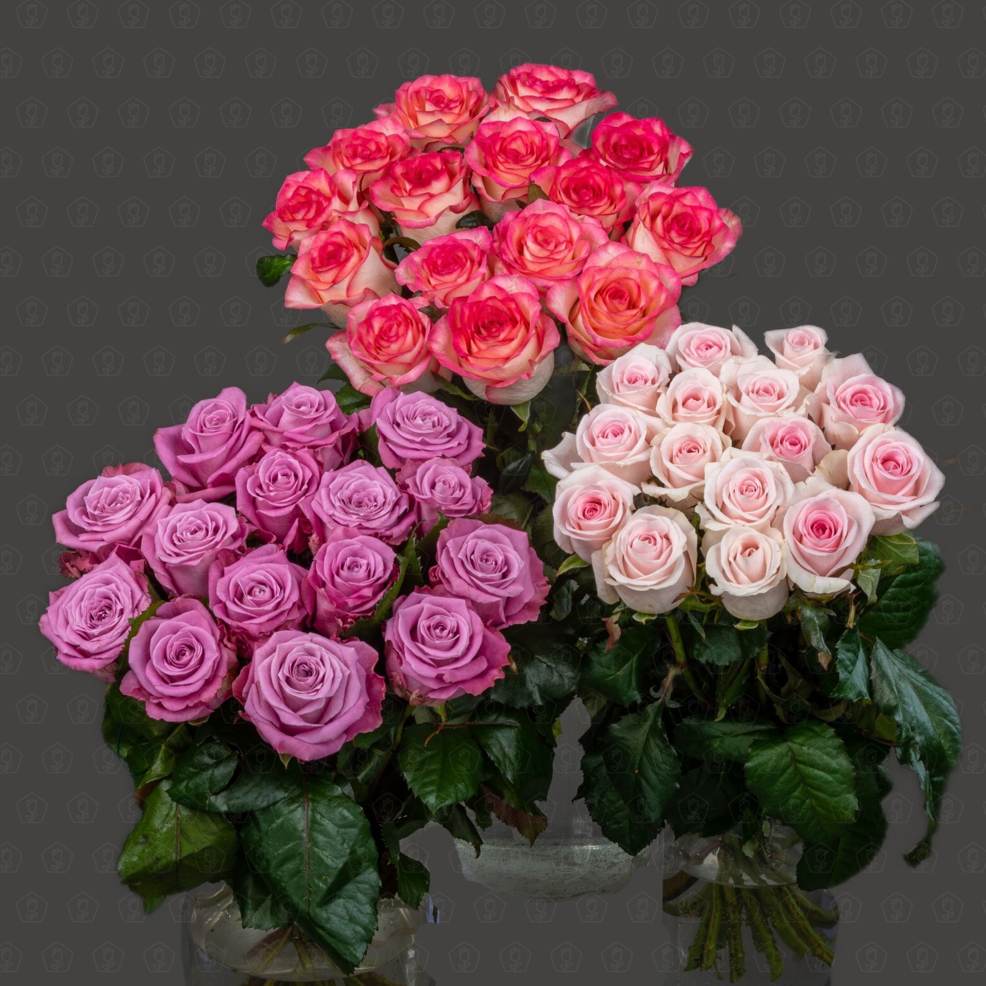 Розы Россия