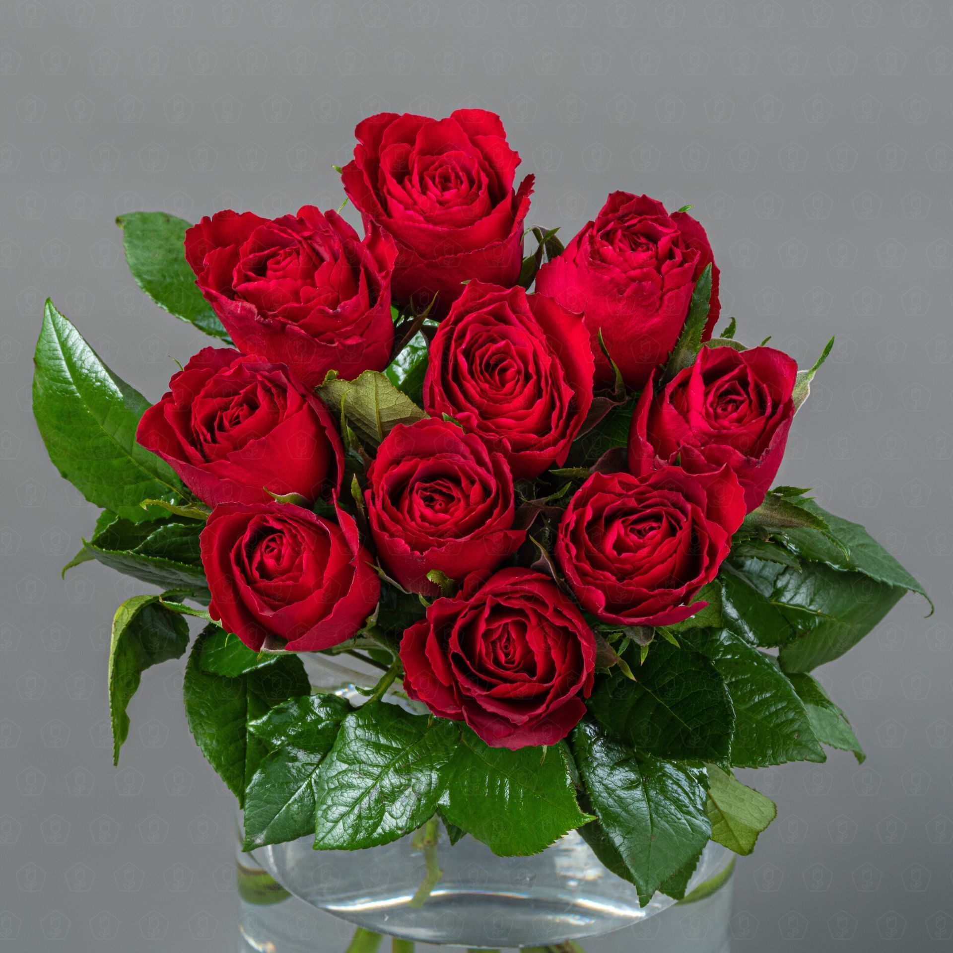 Роза Кения 40 см. (Красная)