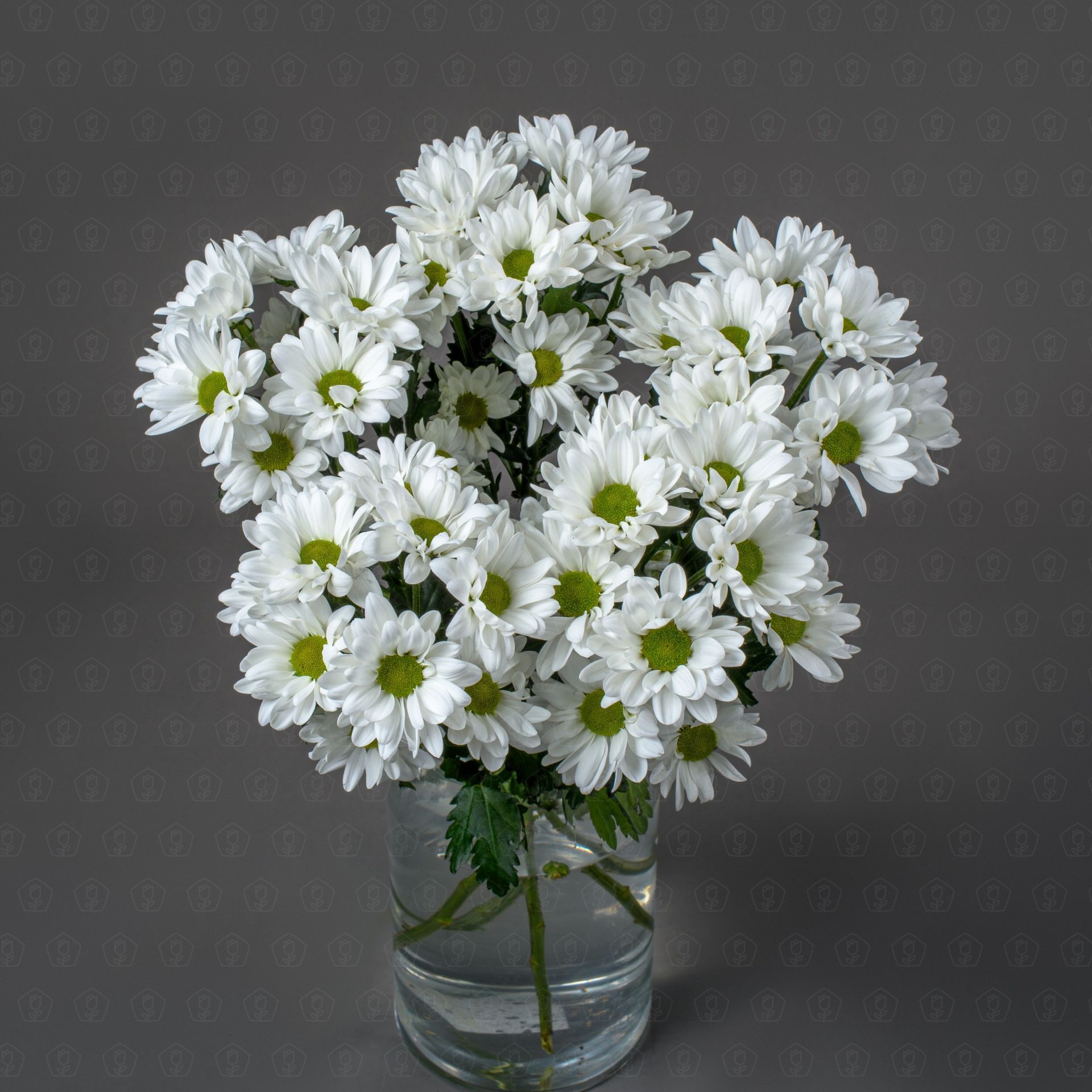 Хризантема кустовая (Чик)