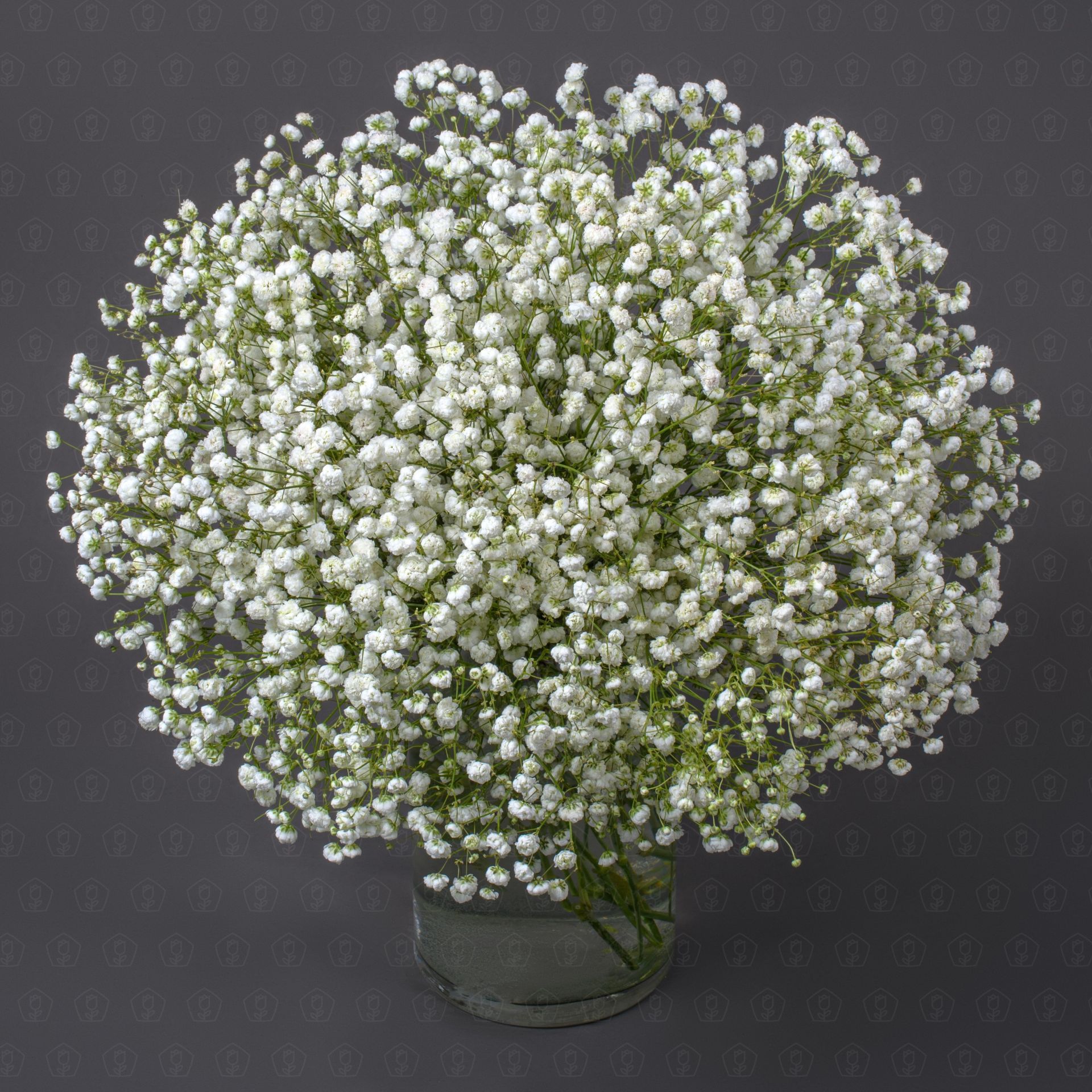 Гипсофила белая