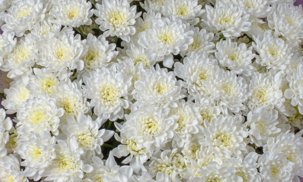 Элегантность в 25 цветах