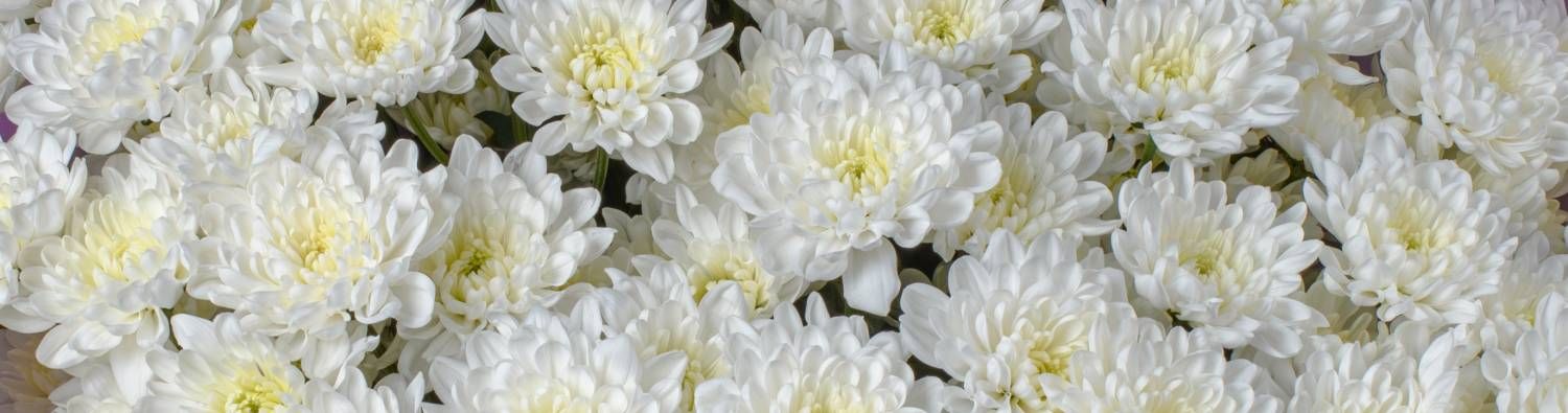 Элегантность в 25 цветах