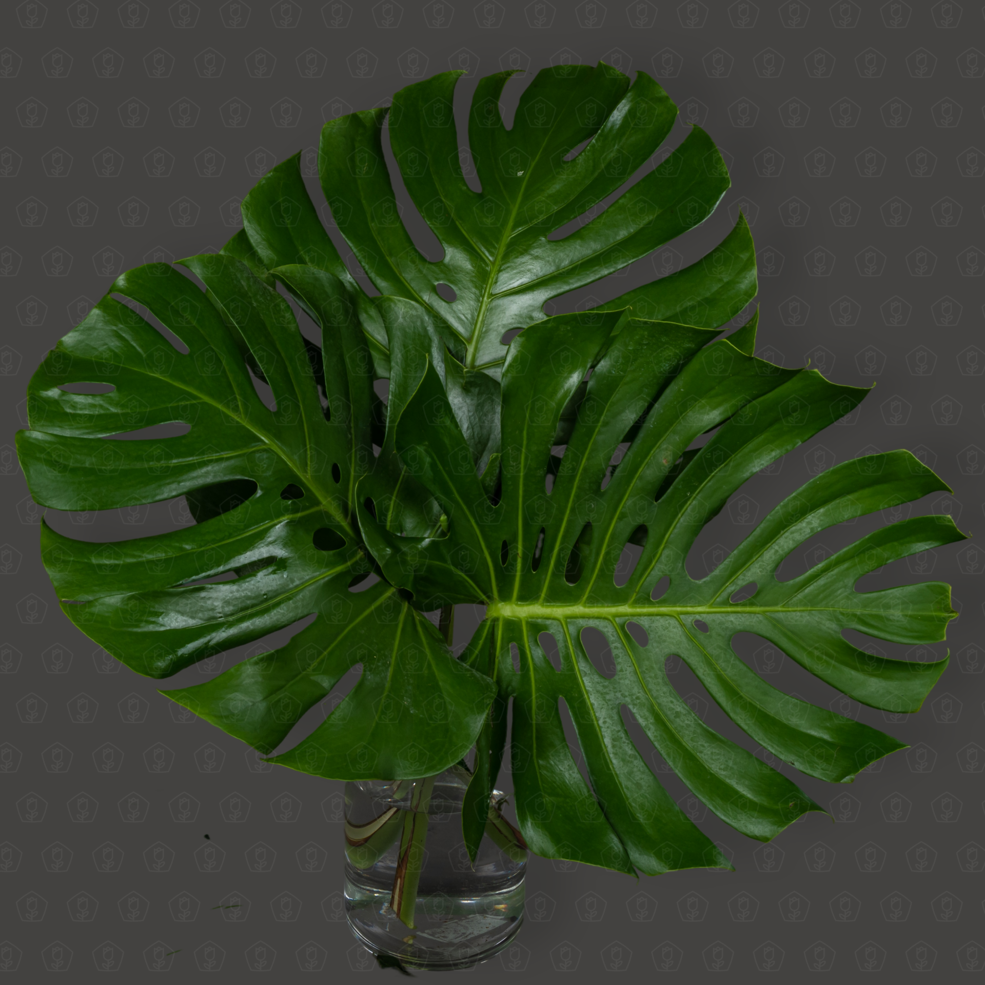 Зелень Монстера медиум (ветка)