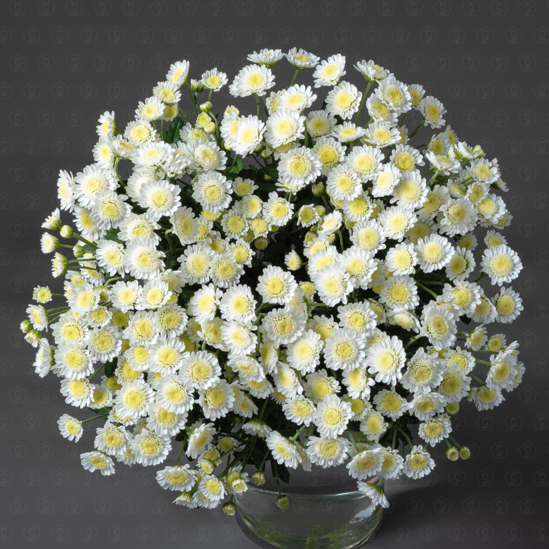 Хризантема кустовая (Сталион)