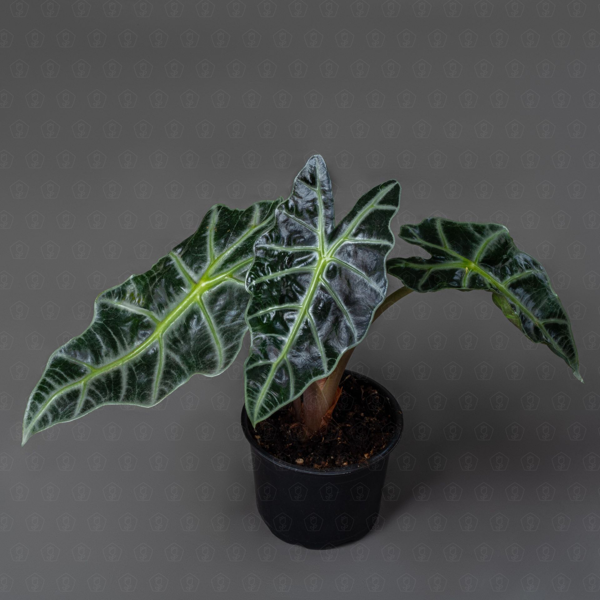 Алоказия микс 10