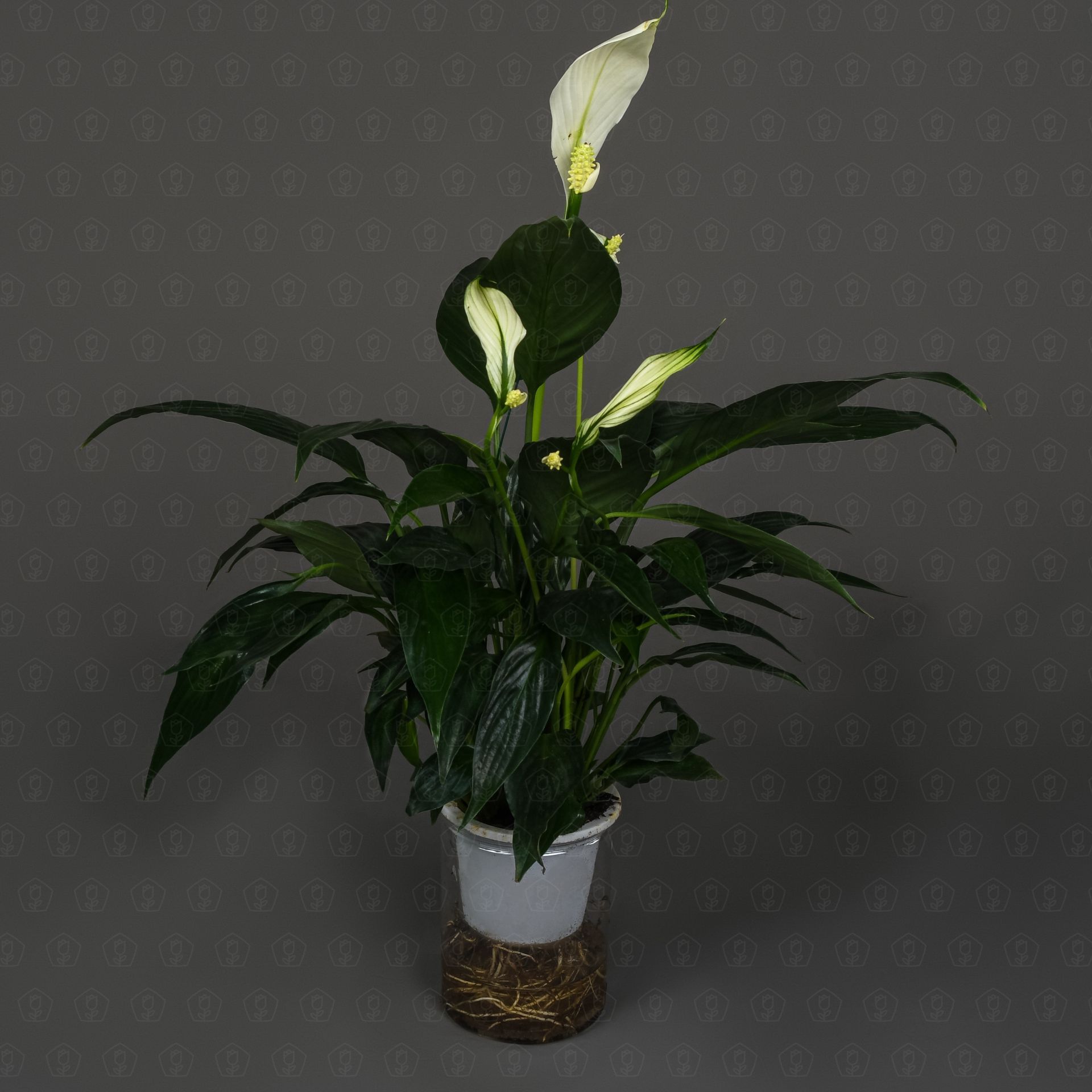 Спатифиллум Блэк 12/40