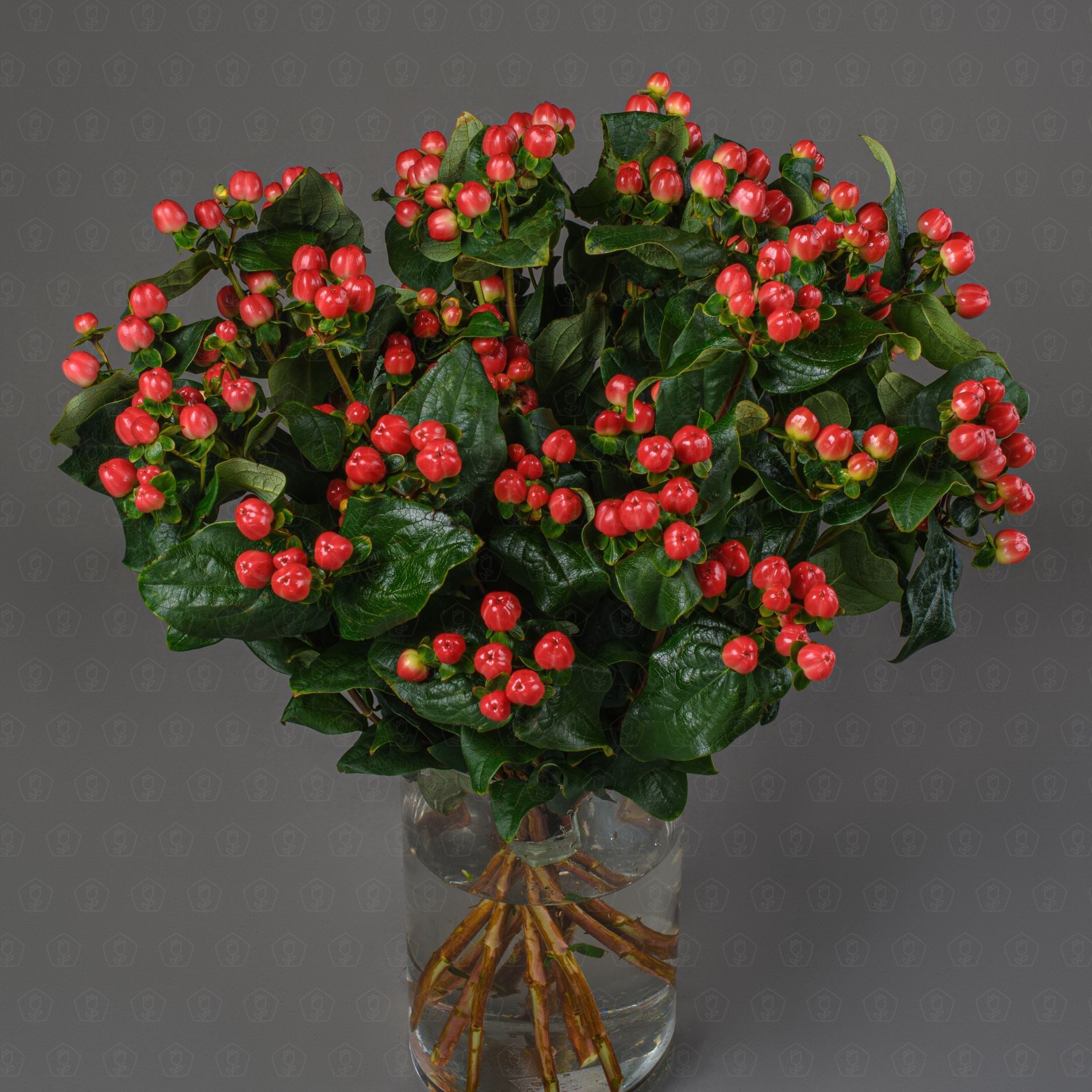 Гиперикум (Красный)