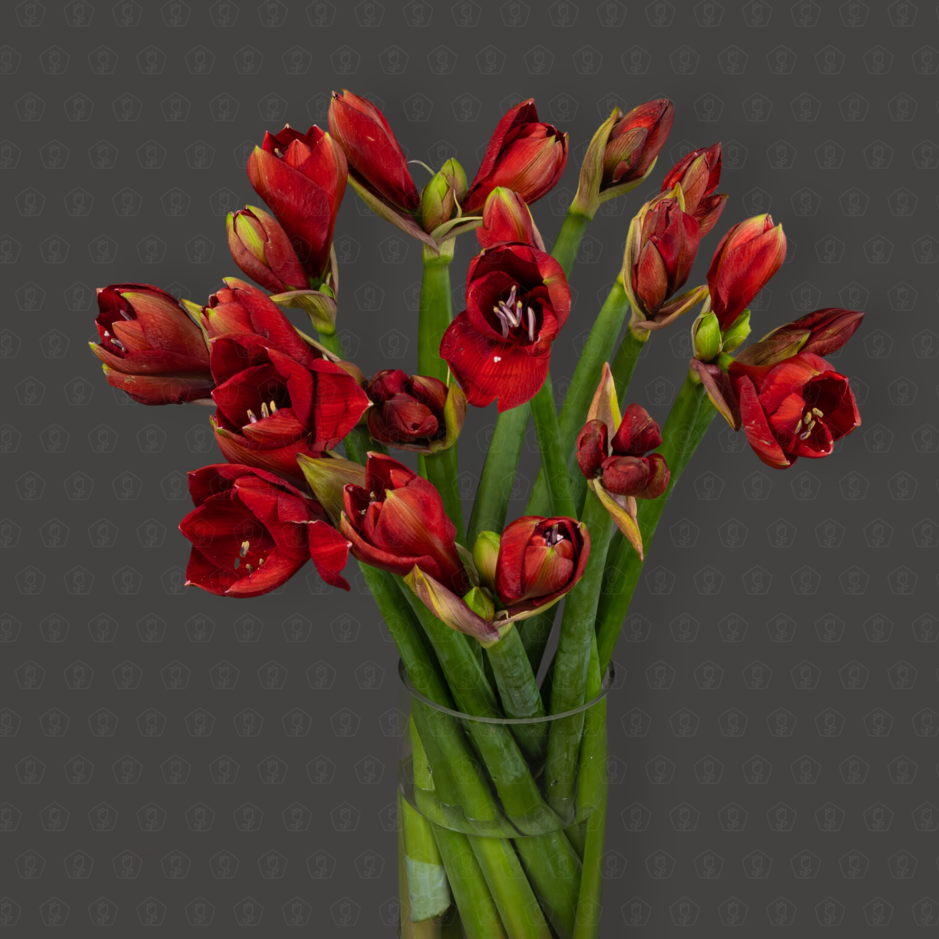 Амариллис (Красный)