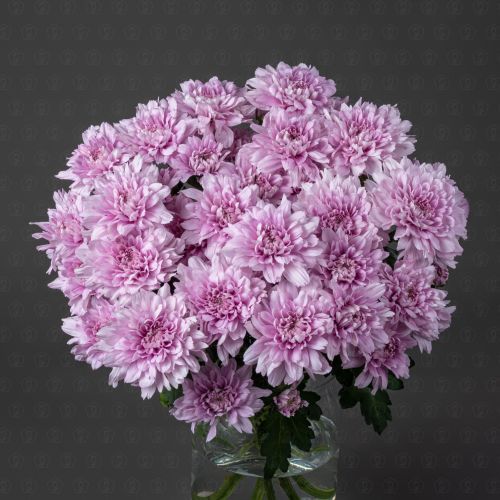 Хризантема кустовая (Калимба)