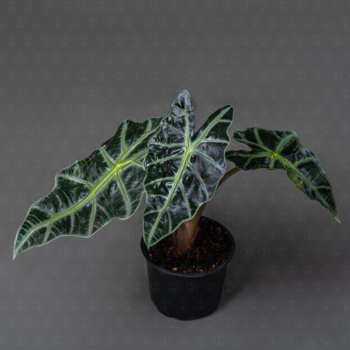 Алоказия микс 10