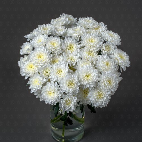 Хризантема кустовая (Алтай)