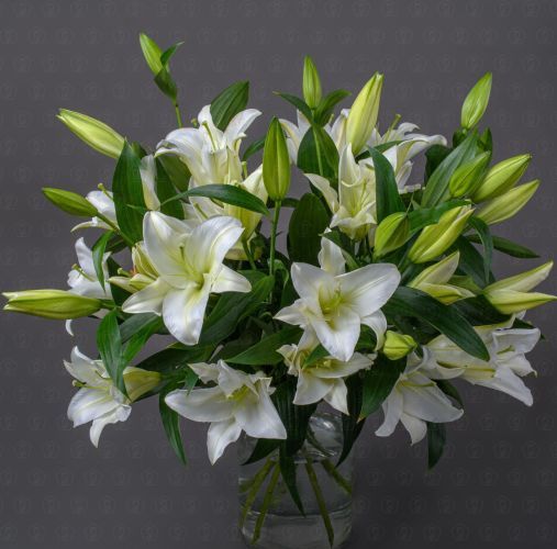 Лилия (Белая)