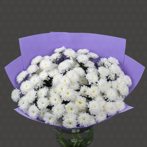 Акция! 15 Кустовых хризантем Алтай с оформлением Премиум