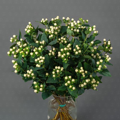 Гиперикум (Белый)