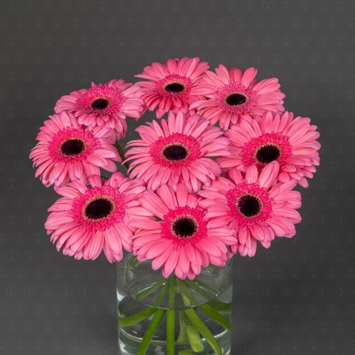 Гербера (Аква Мелон)