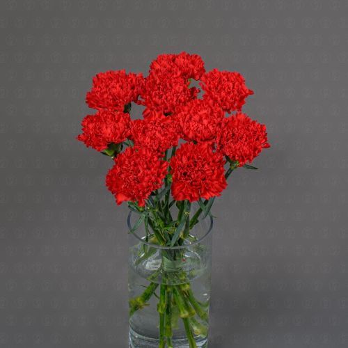 Гвоздика одноголовая (Красная)