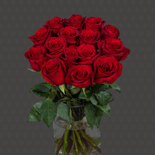 Роза Эквадор 50 см. (Эксплорер)