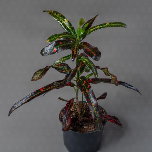 Кодиеум микс 10