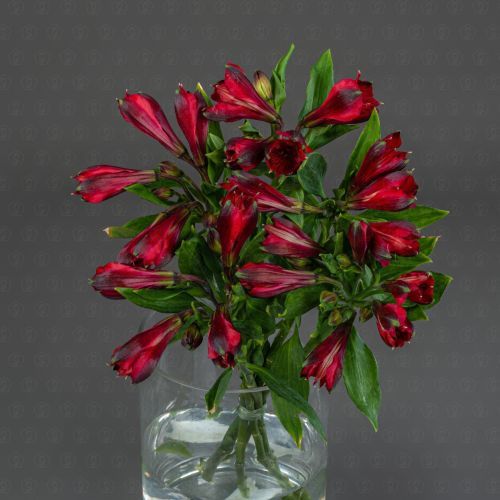 Альстромерия (Красная)