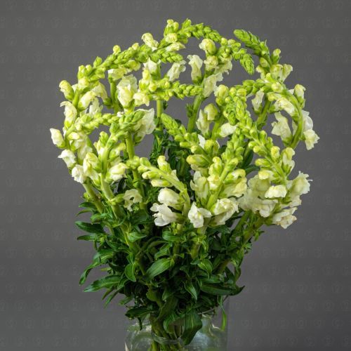 Антирринум (Белый)