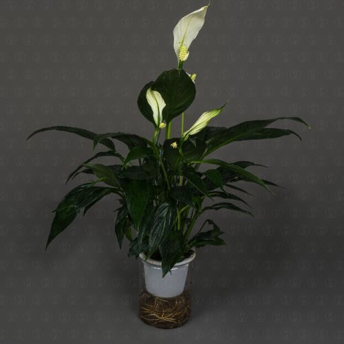 Спатифиллум Блэк 12/40