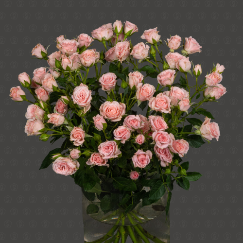 Роза кустовая 50 см. (Розовая)