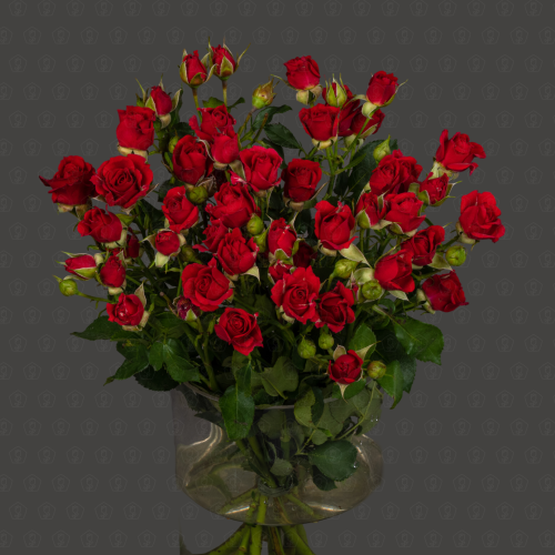 Роза кустовая 50 см. (Красная)