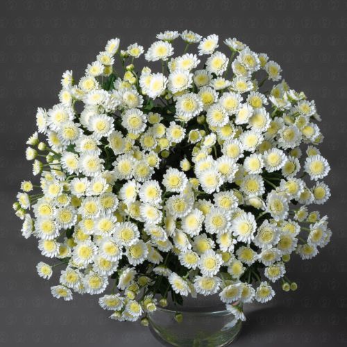 Хризантема кустовая (Сталион)