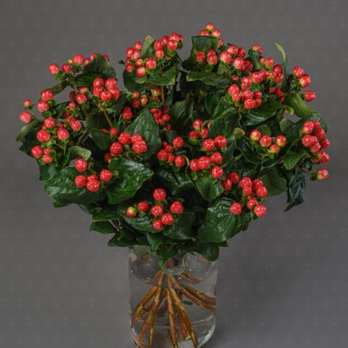 Гиперикум (Красный)