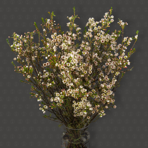 Ваксфловер (Белый)