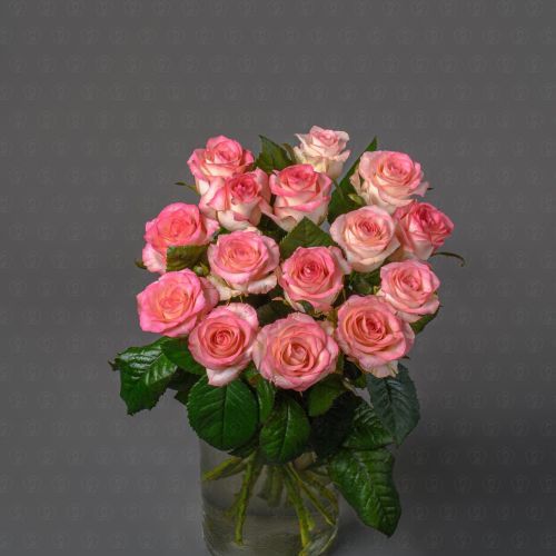 Роза Россия 50 см. (Джумилия)